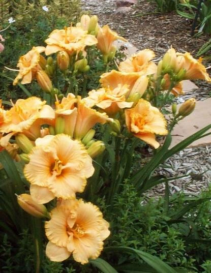 Spacecoast Tiny Perfection Daylily (Hemerocallis)