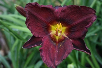 Regal Purples Collection - Daylilies (Hemerocallises)