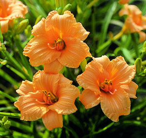 Berty Ferris Daylily (Hemerocallis)