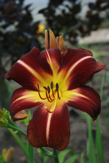 Chewonki Daylily (Hemerocallis)