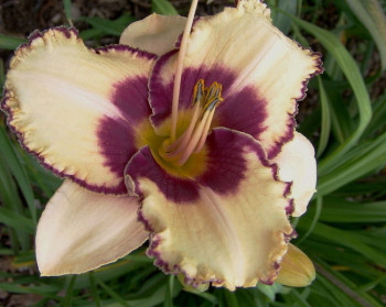 Big Edge Fred Daylily