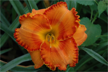 Fiestaville Daylily