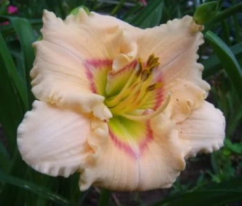 Maleny Debutante