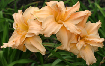 Scatterbrain Daylily