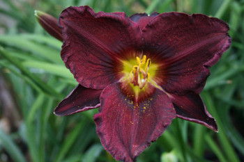 All American Plum