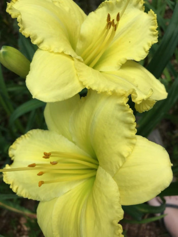 Atlanta Elegant Charm