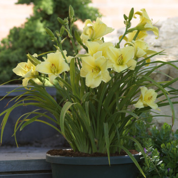 Fragrant Returns