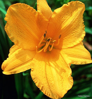 Golden Prize