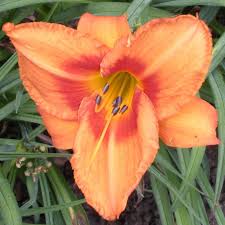 Leebee Orange Crush