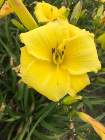 Lemon Skye