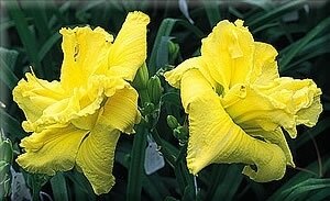 Lemonberry Truffle Daylily
