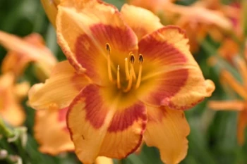 Orange Blossom Special