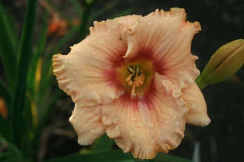 Peach Candy