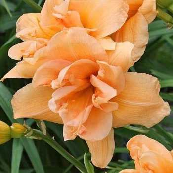 Peach Magnolia