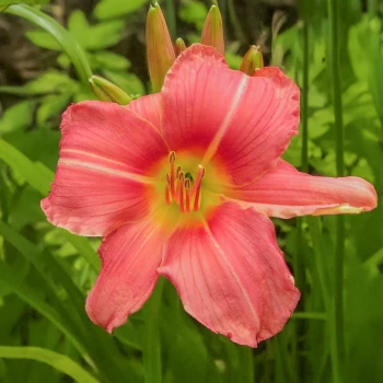 Prairie Belle
