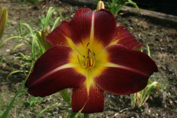 Red Volunteer