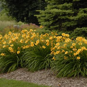 Stella de'Oro tetraploid
