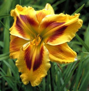 Tigers Eye