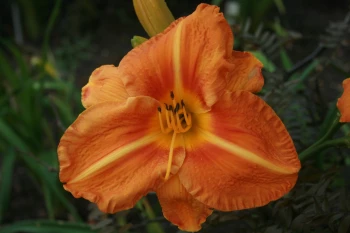 Tuscawilla Tigress
