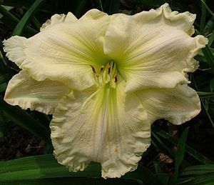 Tuscawilla Snowdrift