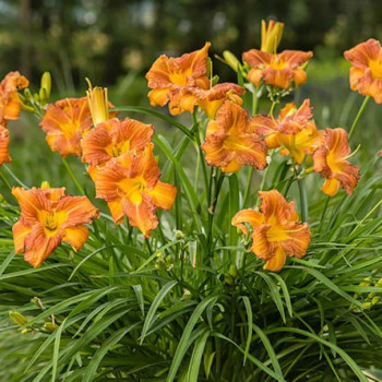 Everydaylily Bronze