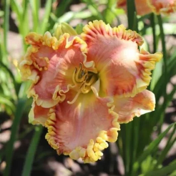 Jekyll Island Daylily (Hemerocallis)