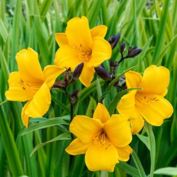 Little Fairy Daylily (Hemerocallis)