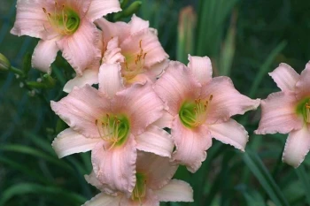 Luxury Lace Daylily (Hemerocallis)