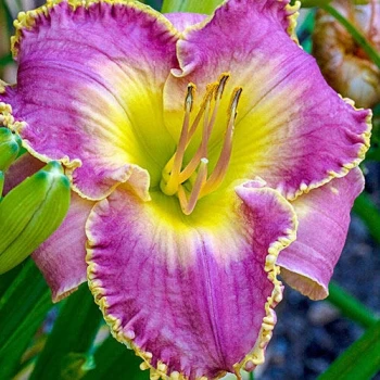 Magic Obsession Daylily (Hemerocallis)