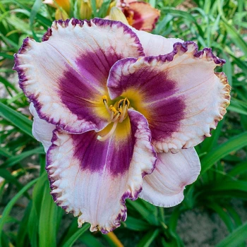 Regal Braid Daylily (Hemerocallis)