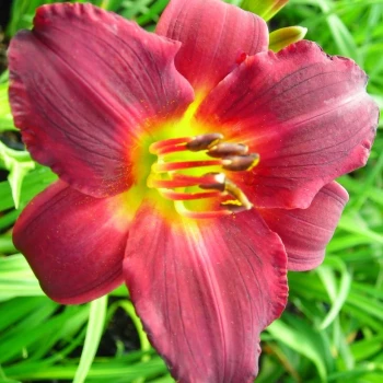 Ruby Stella Daylily (Hemerocallis)