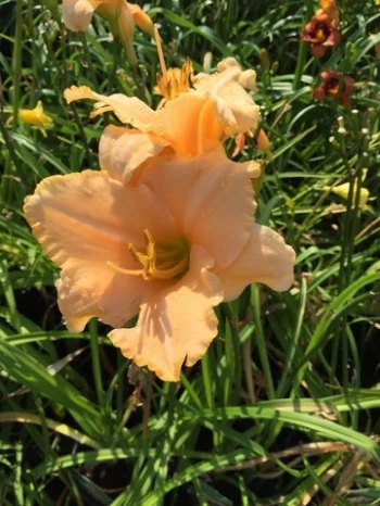 Serena Sunburst Daylily (Hemerocallis)