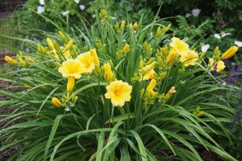 Yellow Lollipop Daylily (Hemerocallis)
